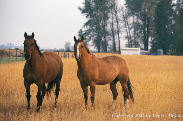Quarter horses in pasture.