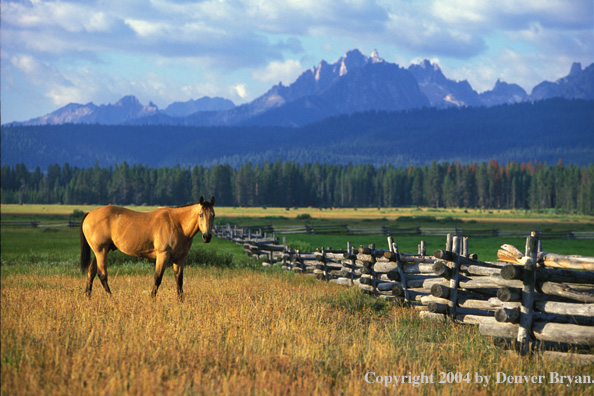 Quarter horse in pasture.