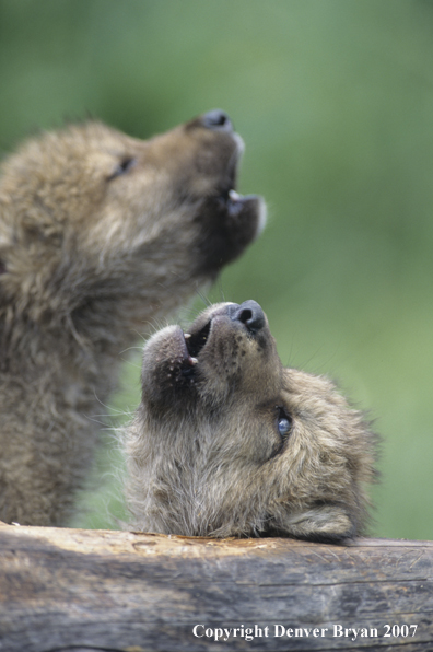 Gray wolf pups howl in habitat.