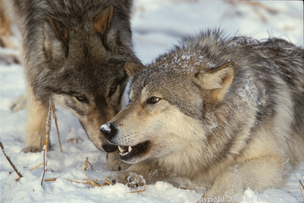 Gray wolves in winter habitat.