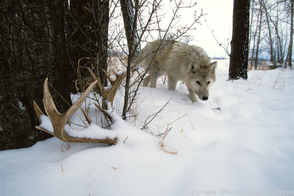 Gray wolf with elk antlers.