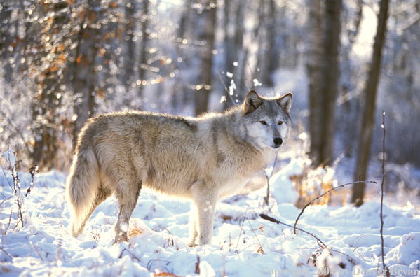 Gray wolf in winter habitat.