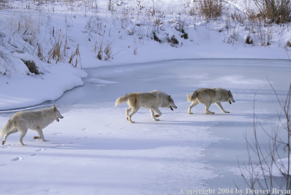 Gray wolves in winter habitat.