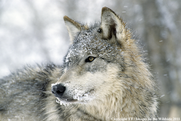 Gray Wolf