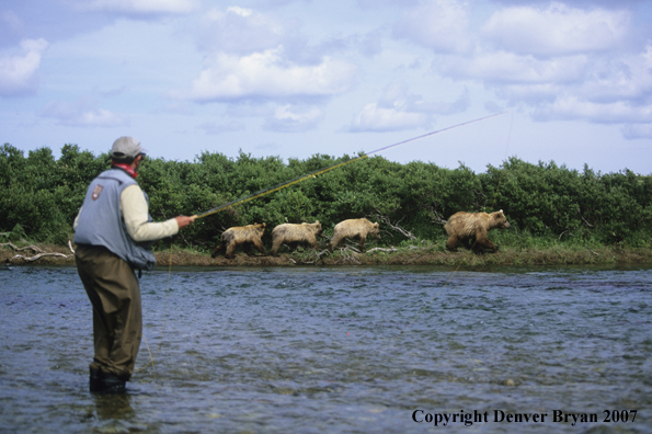 Brown Bear sow with three cubs in background and flyfisherman in foreground