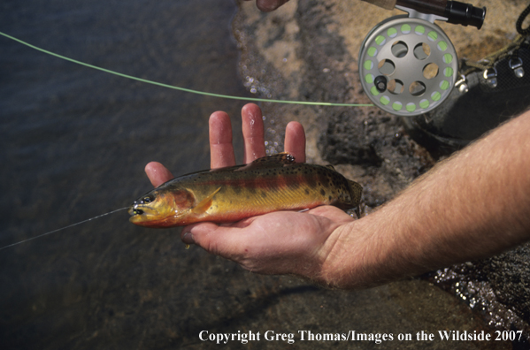 GoldenTrout