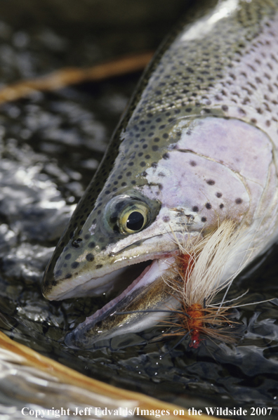 Rainbow Trout