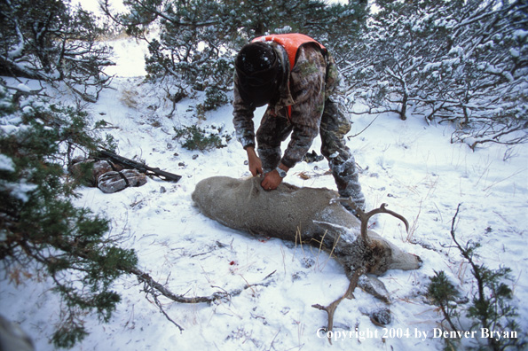 Big game hunter field dressing a mule deer.