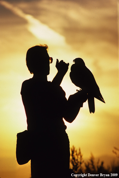 Falconer with Gyr Falcon