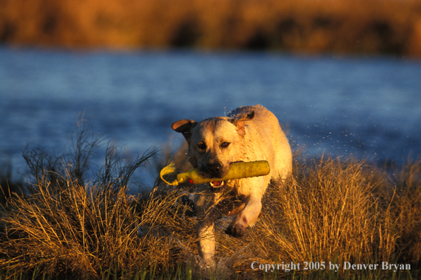 Yellow Labrador Retriever running with training dummy