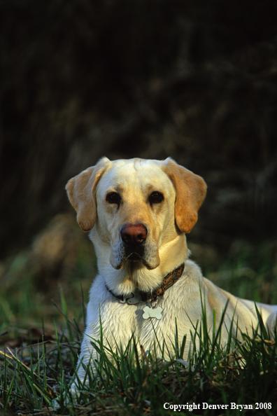 Yellow Labrador Retriever