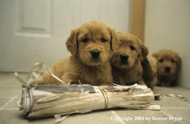 Golden Retriever puppies
