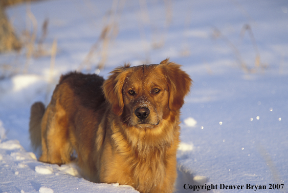 Golden Retriever in snow.