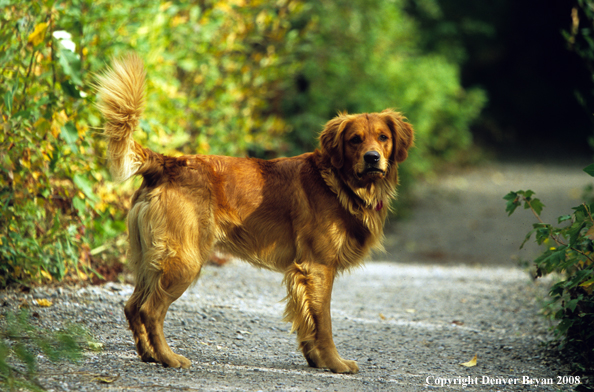 Golden Retriever 