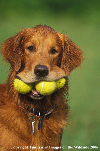 Golden Retriever with balls in mouth.