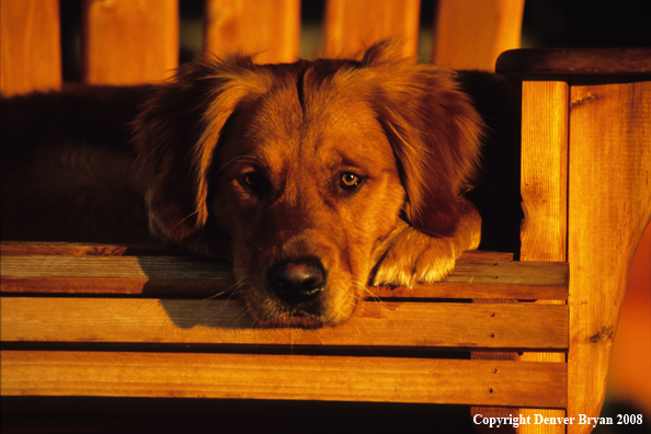 Golden Retriever in wooden chair