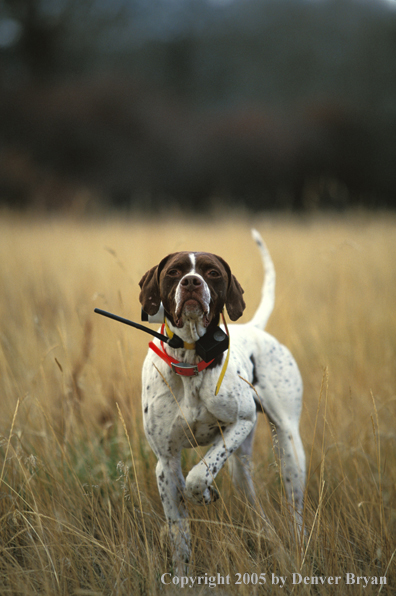 English Pointer.