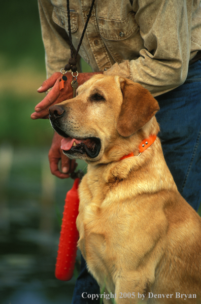 Trainer with yellow Labrador Retriever.