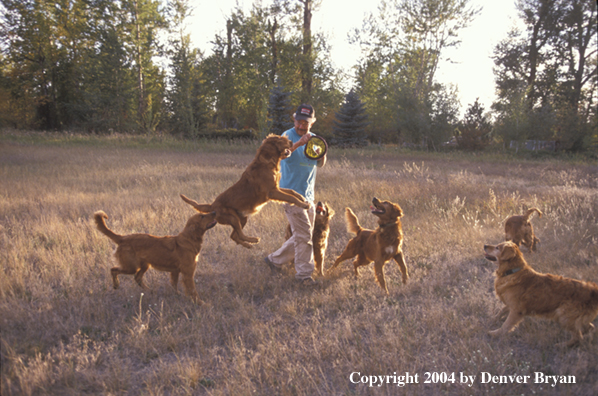 Man playing with golden Retrievers