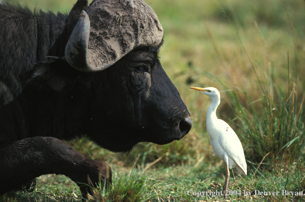 Cape Buffalo and Egret.
