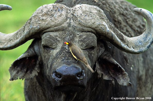 Cape Buffalo in habitat