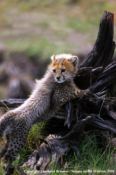 Baby Cheetah