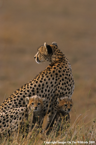 Cheetah with her Young