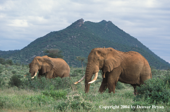 African elephants in habitat.