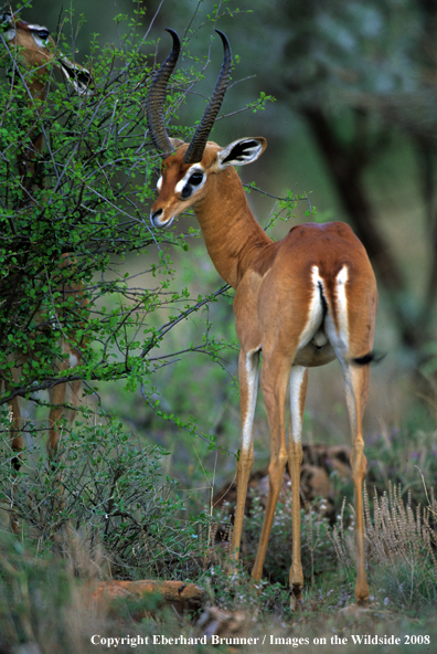 Gerenuk in habitat