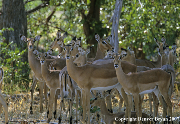 Herd of African Impala does.