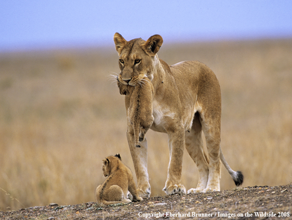 African Lions