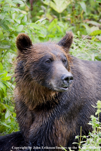 Brown bear in habitat.