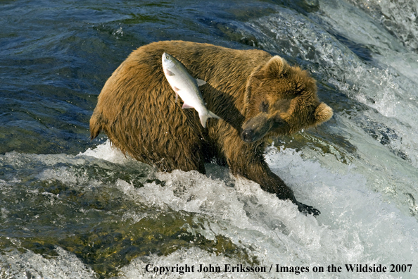 Brown bear fishing