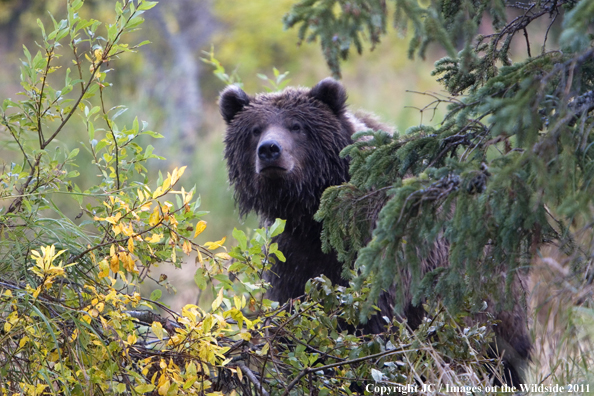 Brown Bear in habitat.