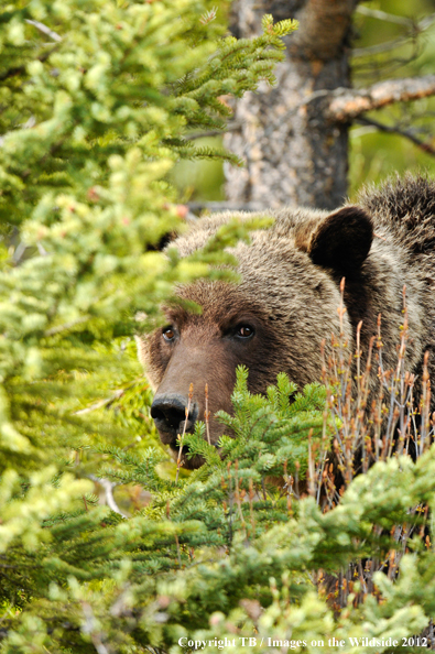 Grizzly Bear in habitat.