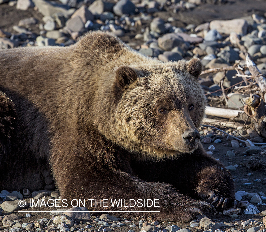Grizzly Bear in Alaskan habitat.