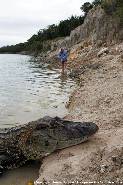 Caiman in habitat