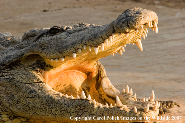 Crocodile in habitat