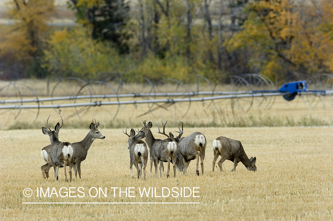 Mule deer herd in stubble field.