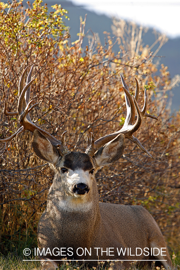 Mule deer 