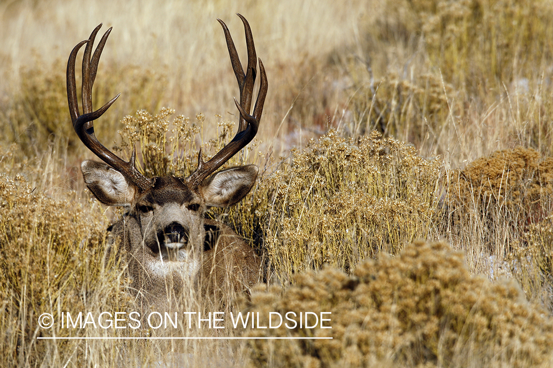 Mule deer 