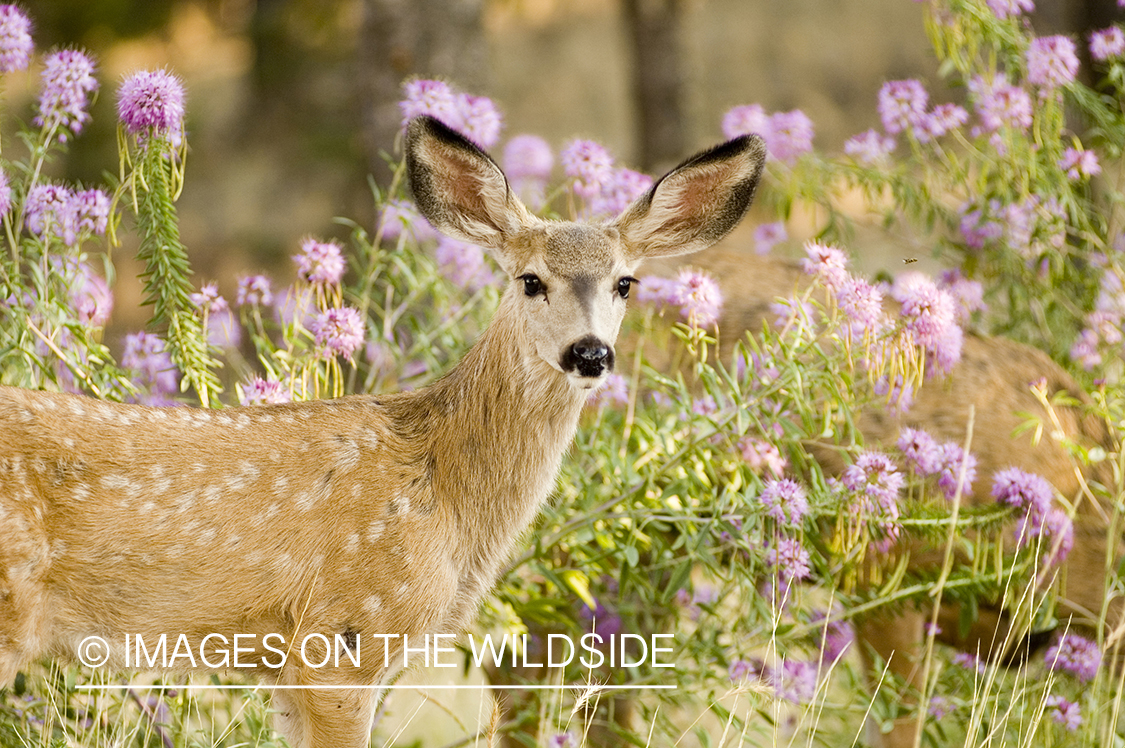 Mule deer fawn in spring