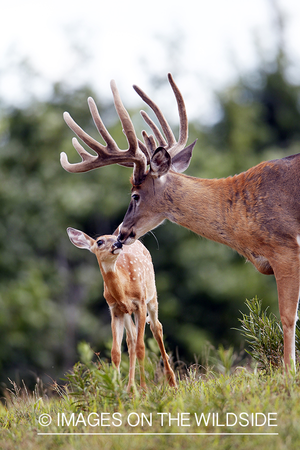 White-tailed buck with fawn. 