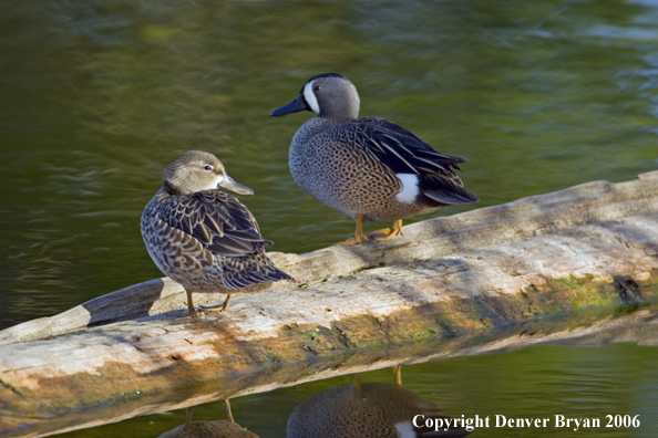 Blue-winged Teal duck pair on log.