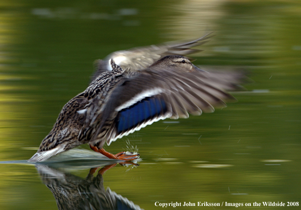 Mallard duck landing