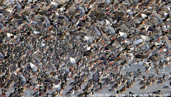 Large flock of mallards in flight. 