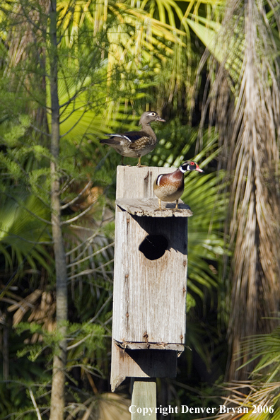 Wood duck pair on nest box.