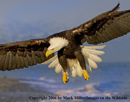 Bald Eagle in flight.