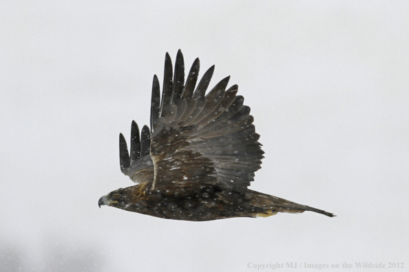 Golden eagle in flight.