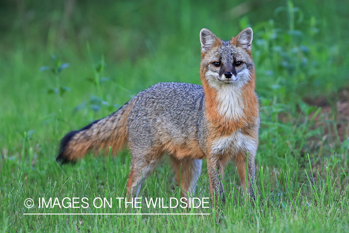 Gray fox in habitat.